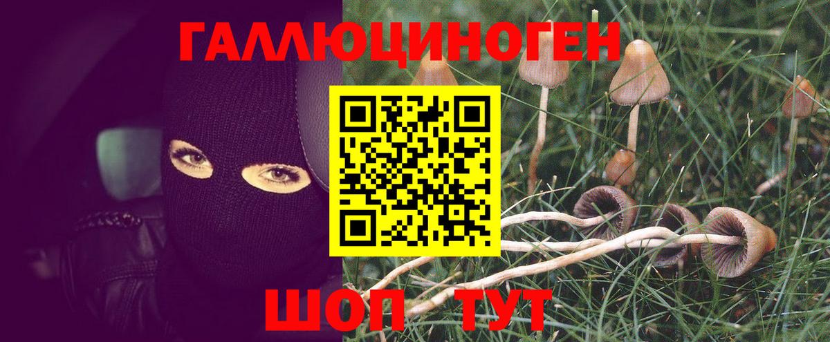 Псилоцибиновые грибы GOLDEN TEACHER  Псилоцибиновые грибы мицелий  Углич  Вход с VPN 